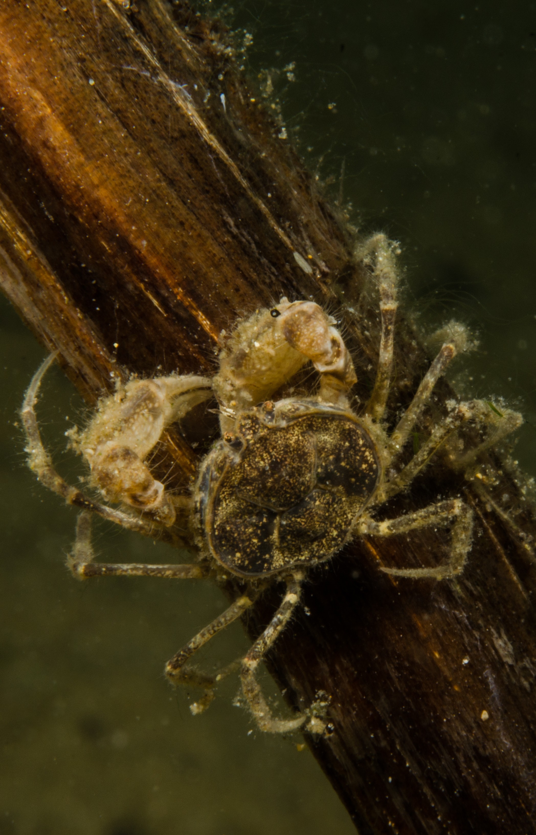 DSC_0938 – Amarnius lacustris, Crab, Northland NZ., crispin, freshwater, new, northland, nz, zealand, JAN17